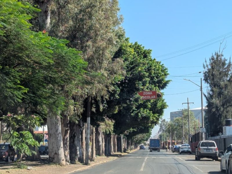 Monitorean árboles por lluvias en Irapuato