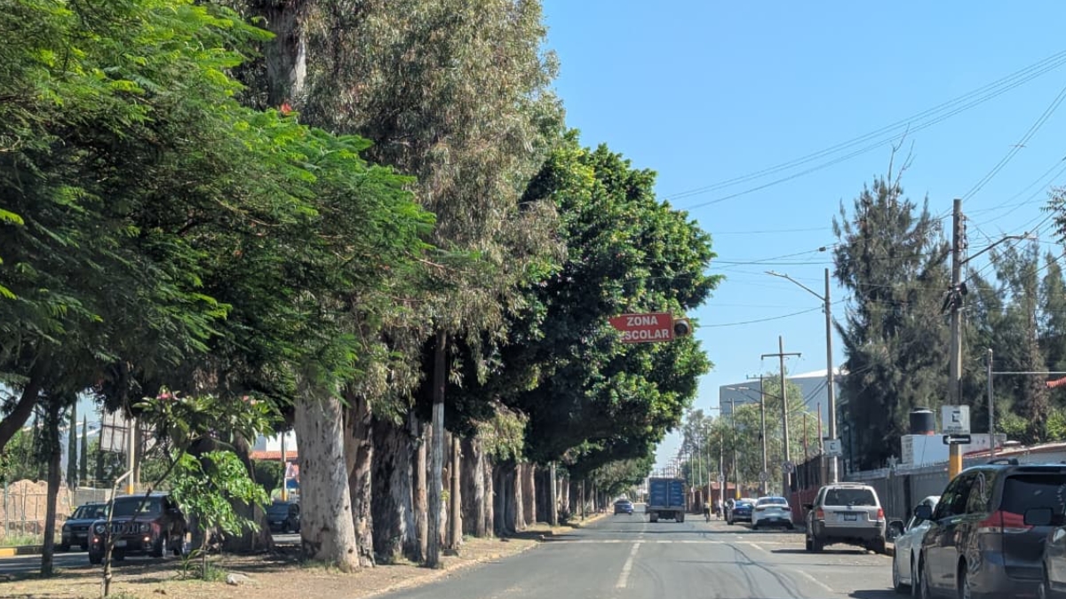 Monitorean árboles por lluvias en Irapuato