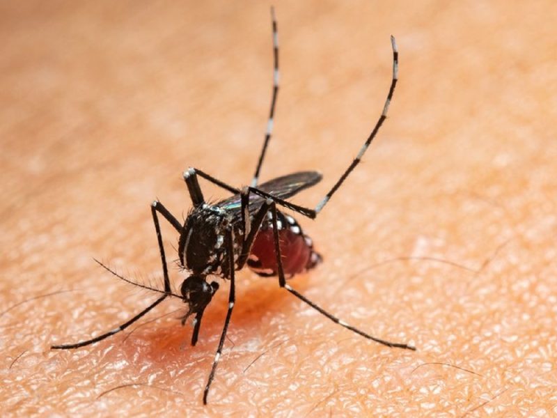 Mosquito del dengue