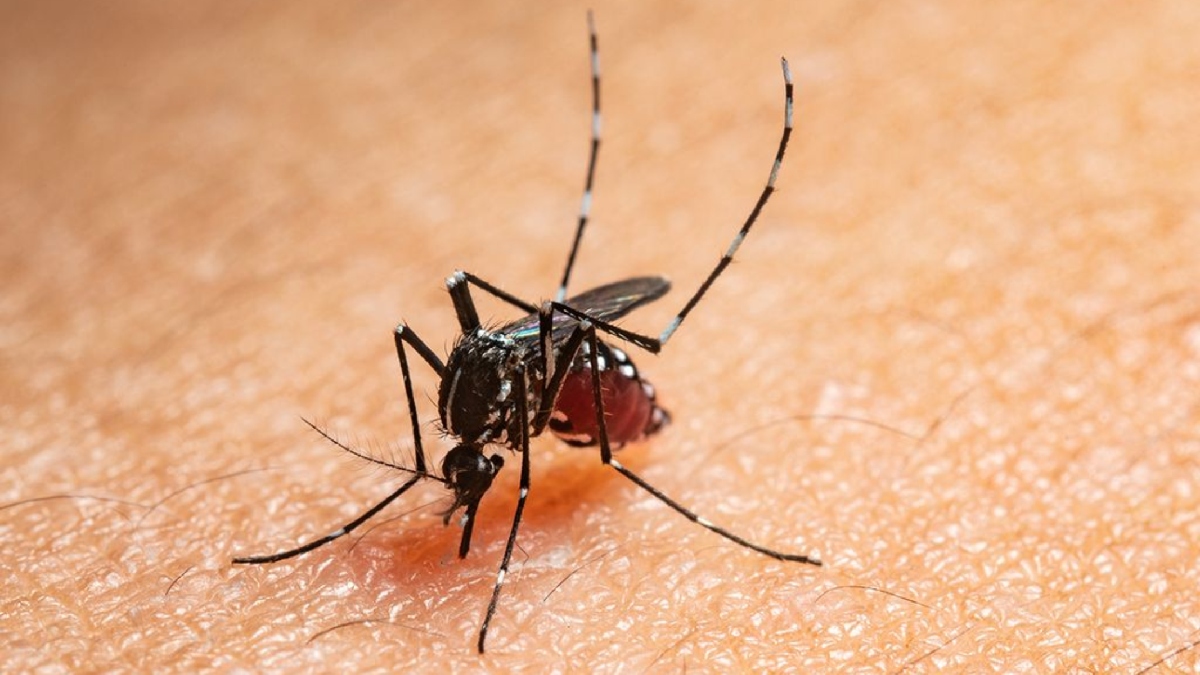 Mosquito del dengue