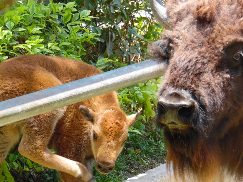 Nace bisonte americano en el ZooIra; y la fiesta no acaba: el pitón “La Güera” cumple 20 años