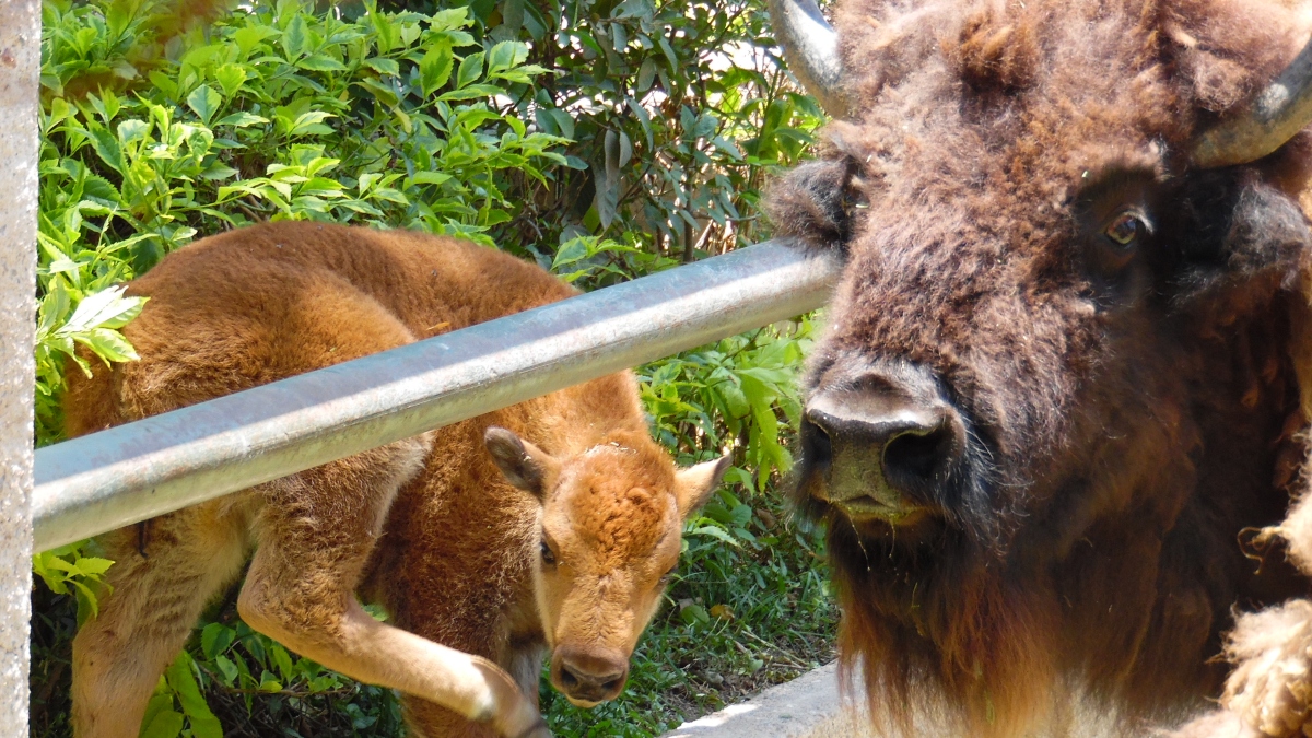 Zoológico de Irapuato