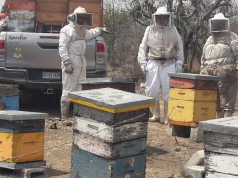 “Mega enjambres” ocultos por 10 años: Rescatan en Celaya hasta 500 mil abejas en un solo reporte