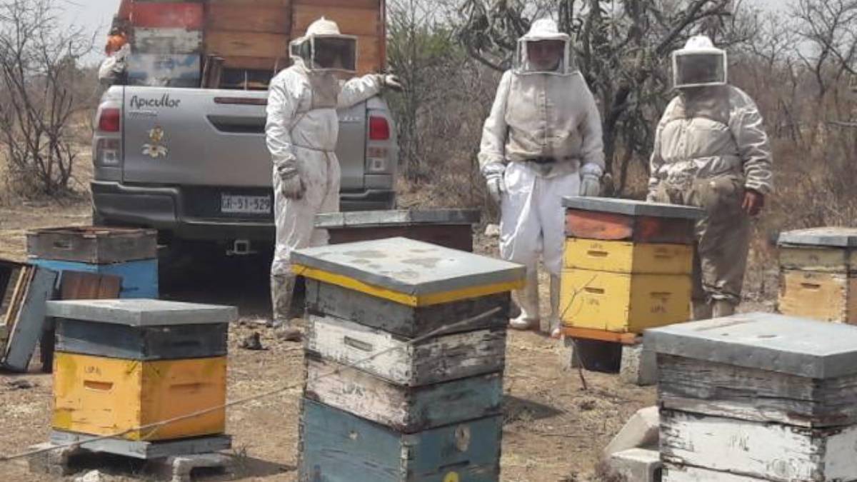 apicultores-abejas-celaya