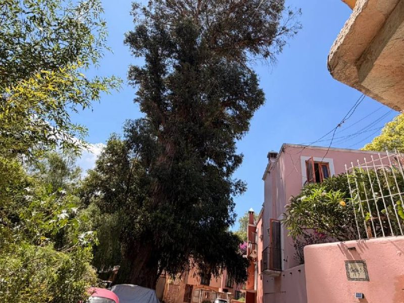 Árbol de 130 años agoniza en Guanajuato capital mientras gastan un millón en macetones