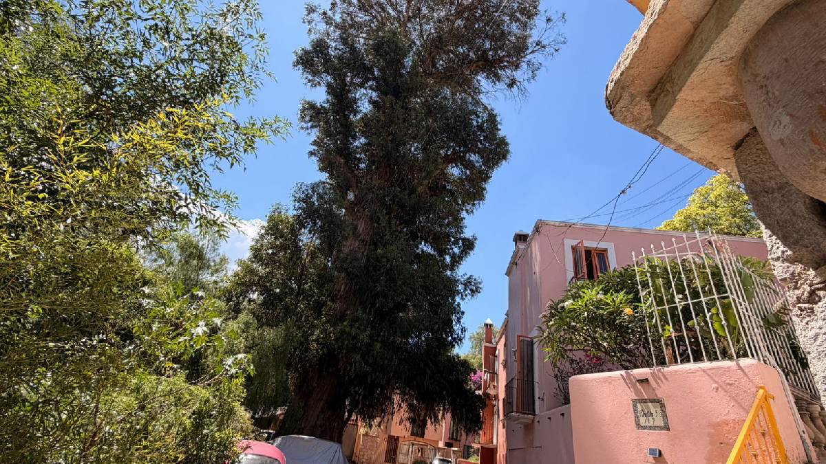 árbol-eucalipto-guanajuato-capital