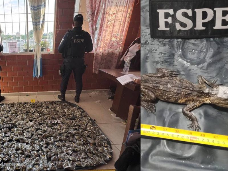Desmantelan narcotienda en Silao; incautan 18 mil dosis y un caimán