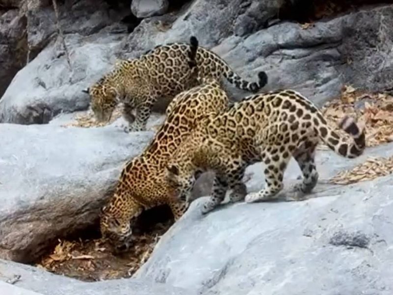¡Histórico! Jaguares ya se reproducen y habitan en la Sierra Gorda de Guanajuato
