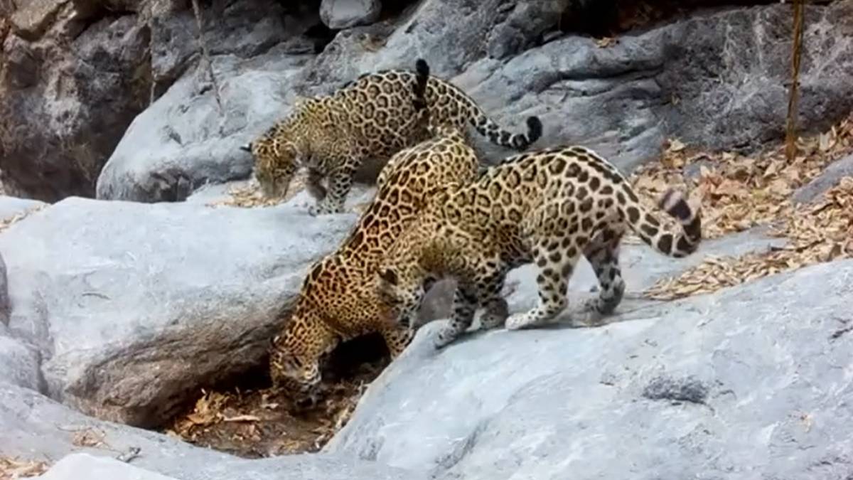 jaguares-sierra-gorda-guanajuato