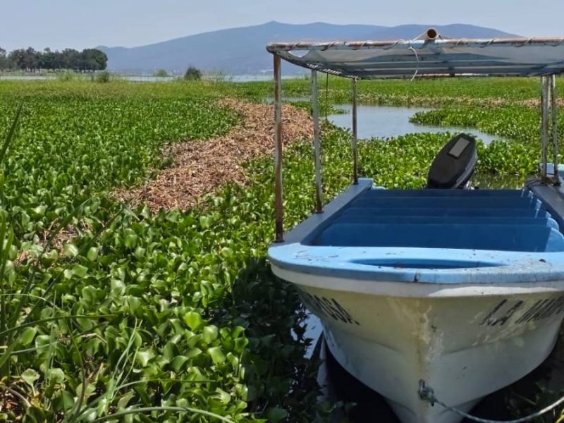 ¿Agoniza la Laguna de Yuriria? Plaga de lirio y plantas tratadoras la están matando