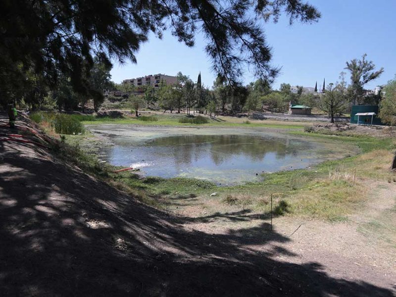 Agua tratada de Sapal revive el ecosistema del Parque Chapalita