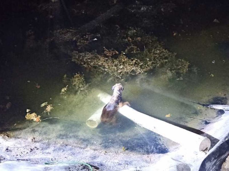 A salvo y con su familia en León: Cachorro cae a estanque y apenas logra aferrarse a tubo
