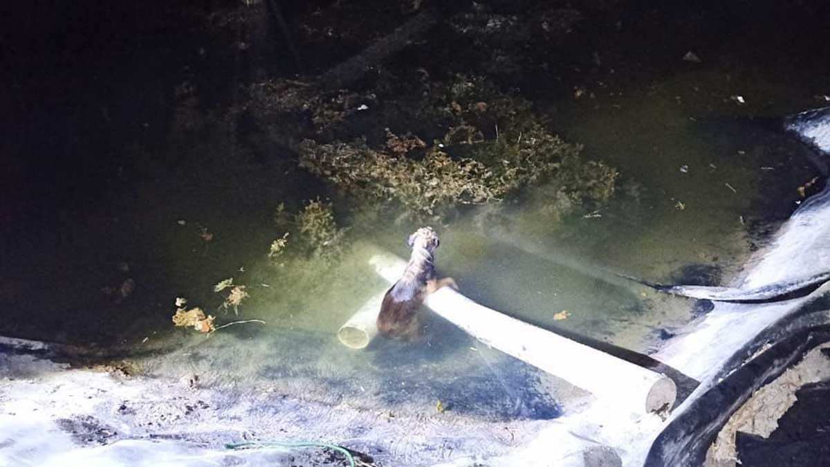 Rescate perro Los Ramírez