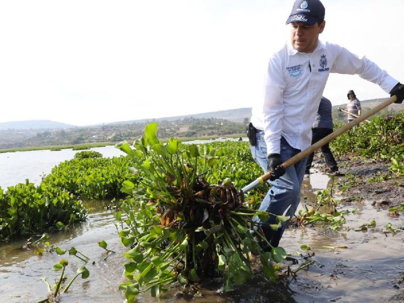 Realizan segunda jornada de limpieza de lirio en la presa Allende; plaga invade el 45 %