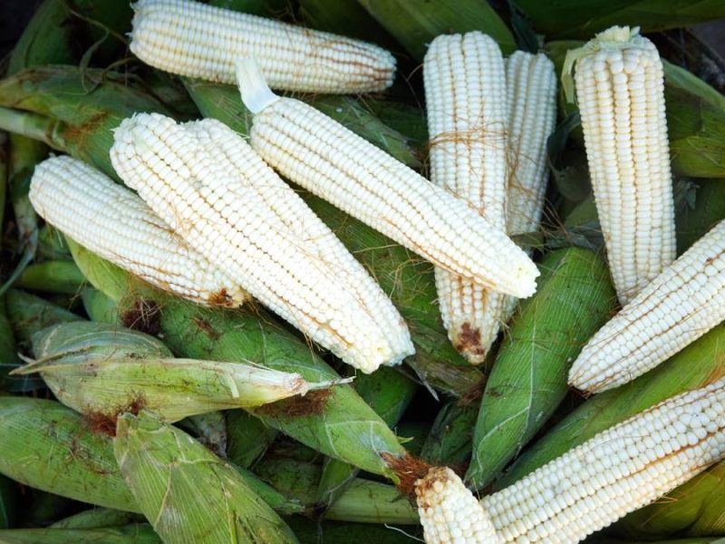 Lanzan el plan “Precio Justo”: Buscan salvar a 61 mil productores de maíz blanco del endeudamiento