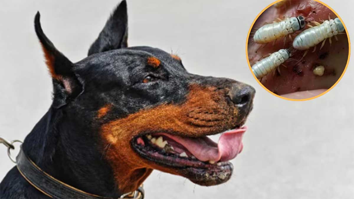 Gusano barrenador en CDMX