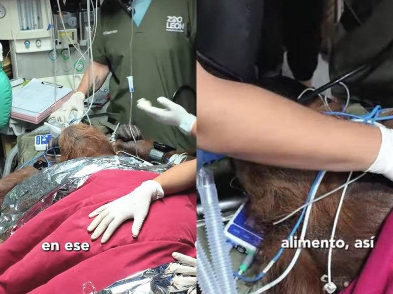 Someten a tomografía a “Tang”, orangután del Zoológico de León; sospechan de tumor