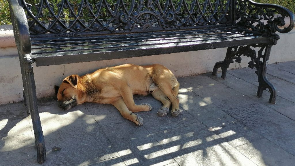 perrito