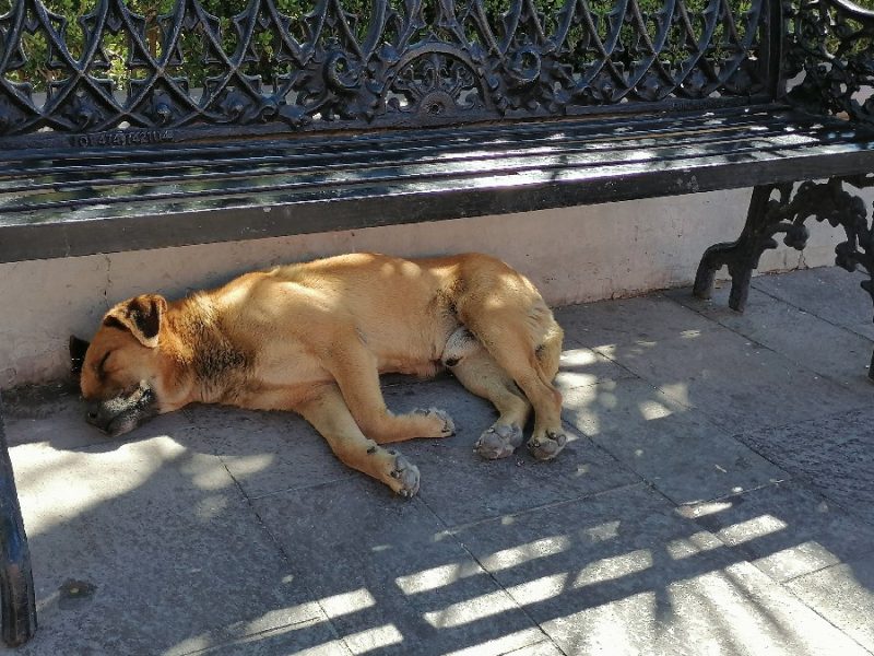 Aprueba Ayuntamiento de Purísima contratación de verificador contra maltrato animal