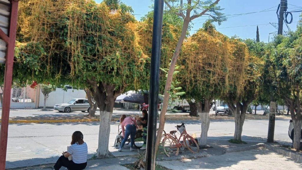 plaga de cuscuta en Celaya