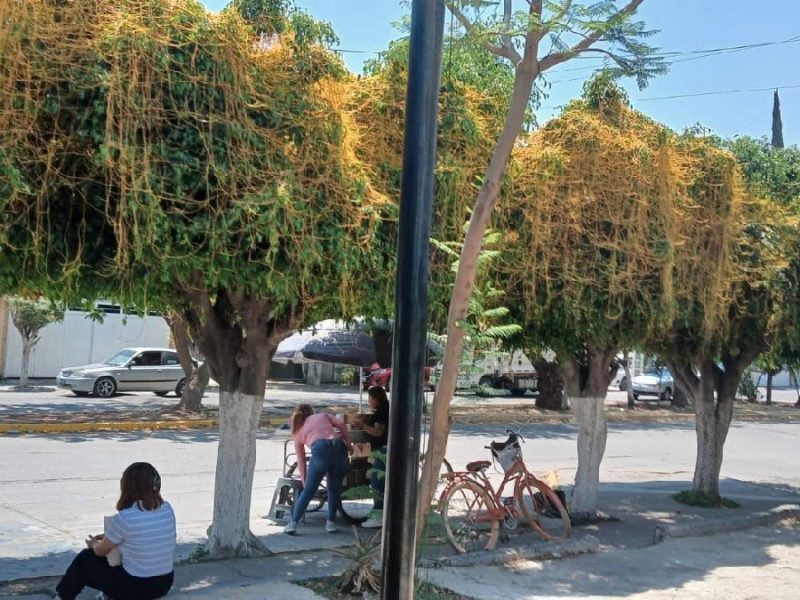 Detectan plaga de cuscuta en árboles de Celaya; harán diagnóstico sanitario