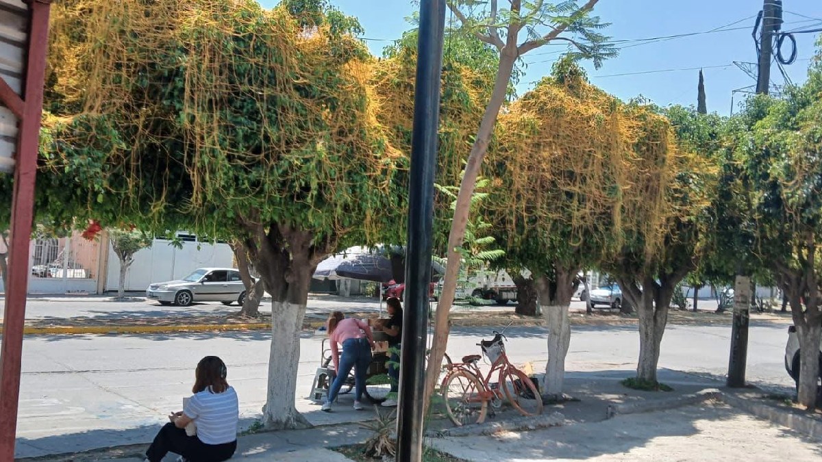 plaga de cuscuta en Celaya