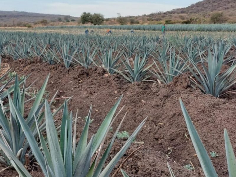 Crisis del agave en Guanajuato: Tequila sube, pero pagan el kilo a 80 centavos