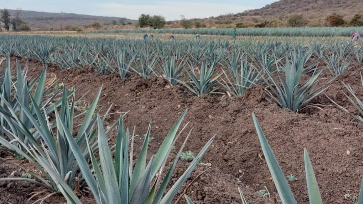 Crisis agave Guanajuato