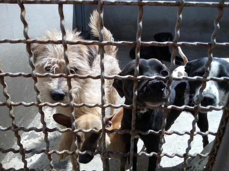 Perros capturados en León