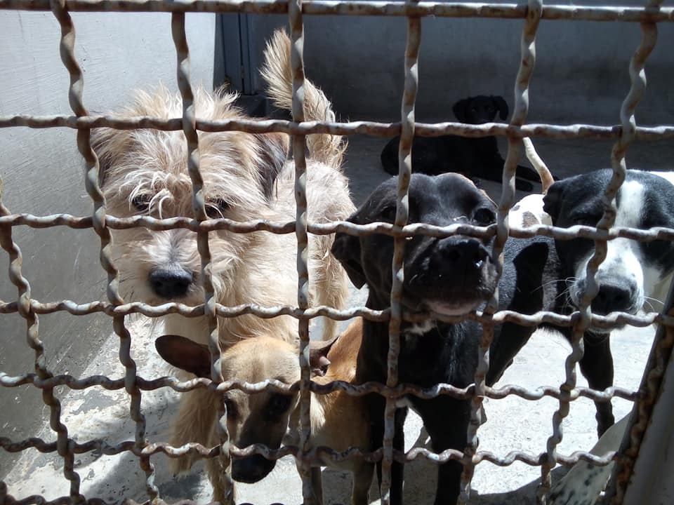 Perros capturados en León