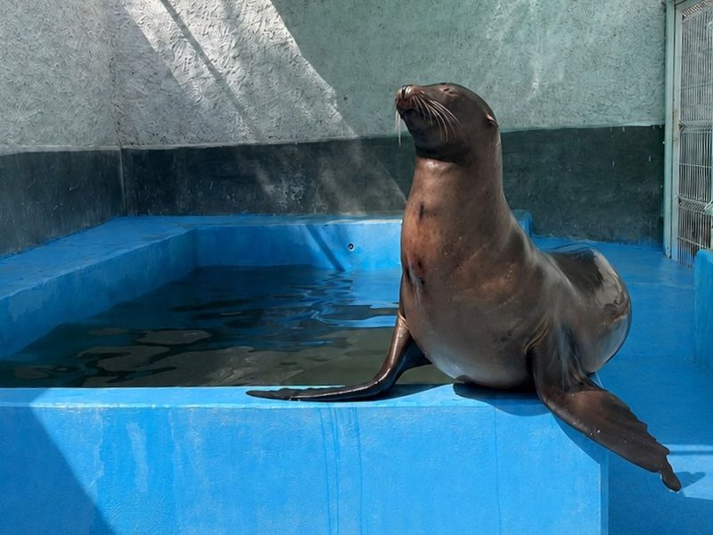 Nuevo luto en el Zoológico de León: Loba marina muere tras complicación médica