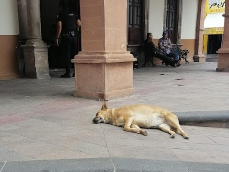 Proponen reglamento contra el maltrato y abandono animal en Purísima del Rincón