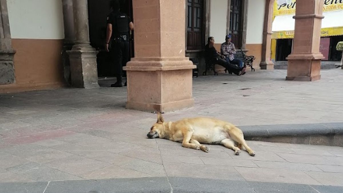Reglamento contra maltrato animal en Purísima del Rincón