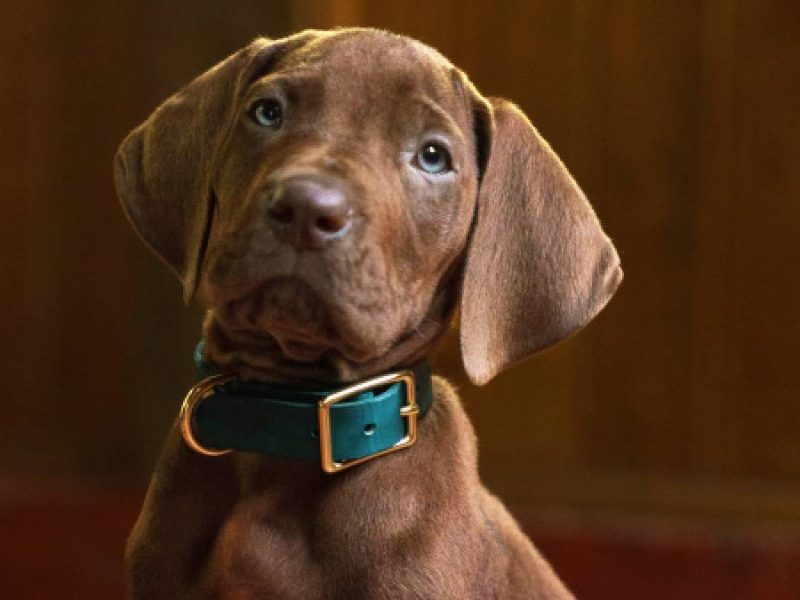 Netflix revela al adorable Scooby-Doo de su nueva serie live-action