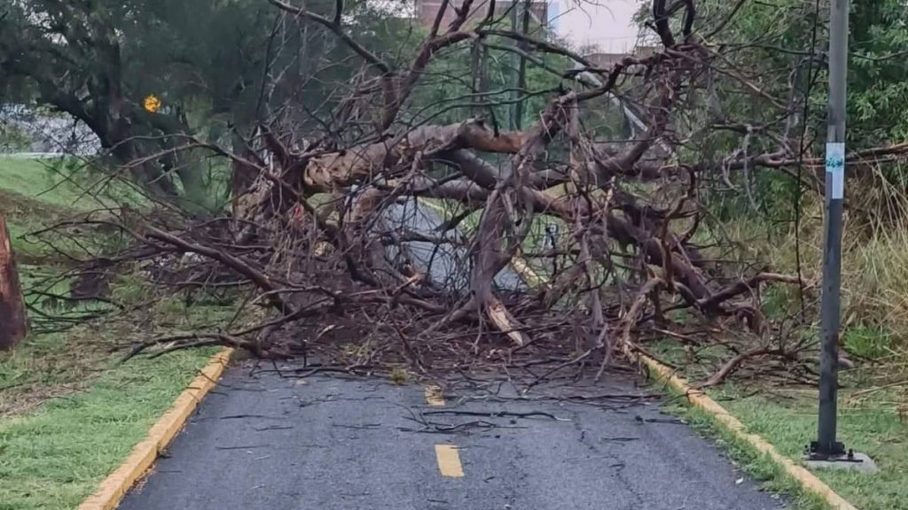 árboles 16 de Septiembre