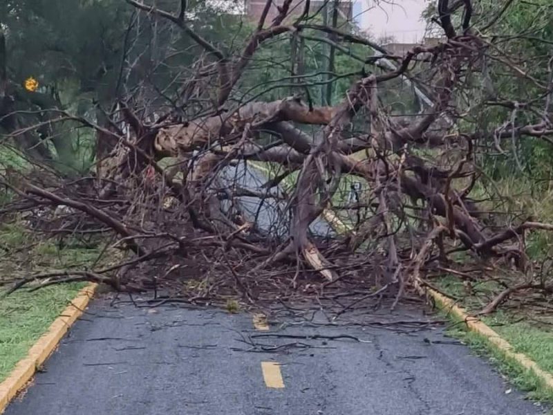 Peligro en Moroleón: Reportan árboles secos en andador y baches en ruta hacia Michoacán