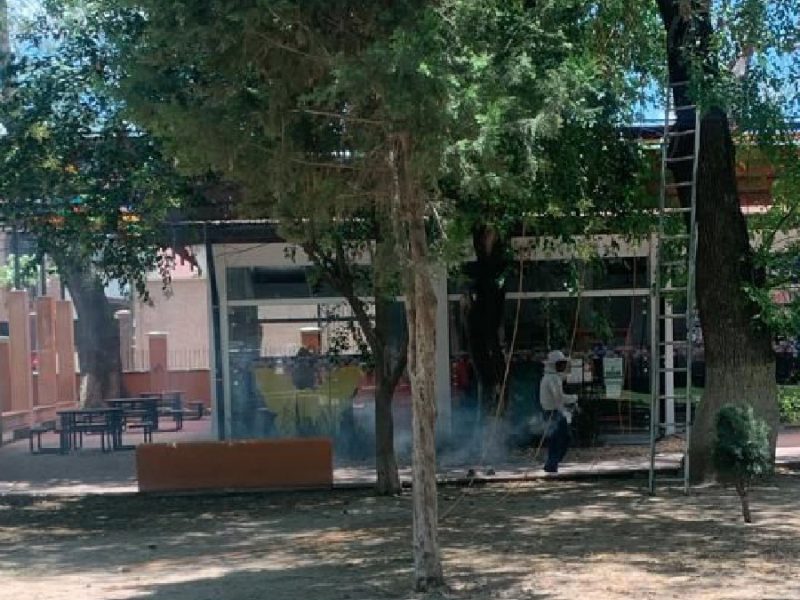 Fallece joven por picaduras de abeja; hay otras nueve personas afectadas