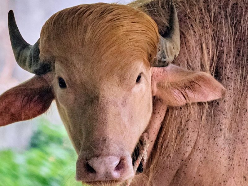 Búfalo albino bautizado en honor a Trump causa sensación en zoológico de Bangladesh
