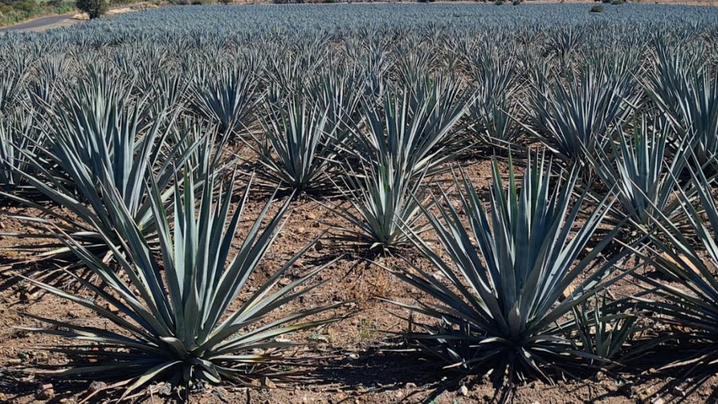 cultivos de agave