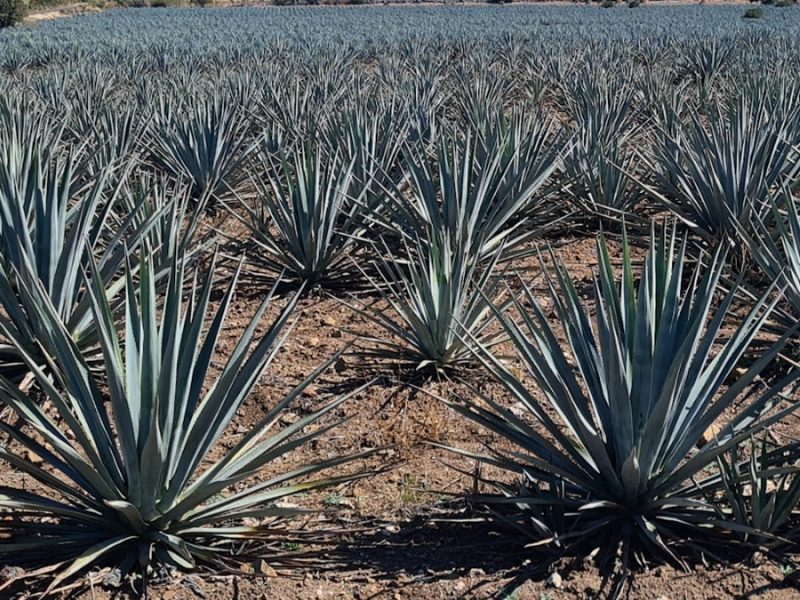 Investiga Procuraduría Ambiental tres lugares de cultivos ilegales de agave en Salamanca