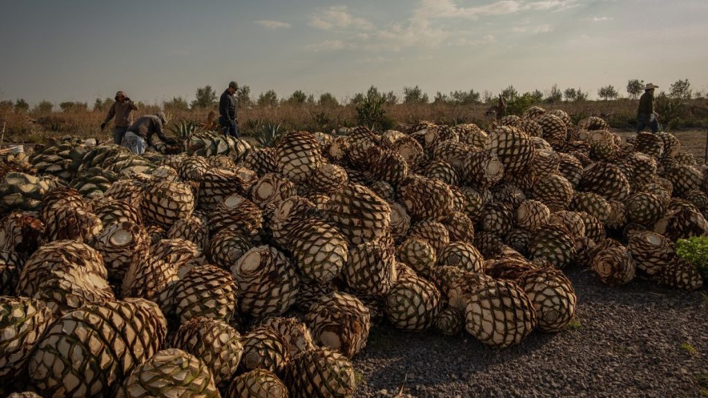 denominación de origen mezcal