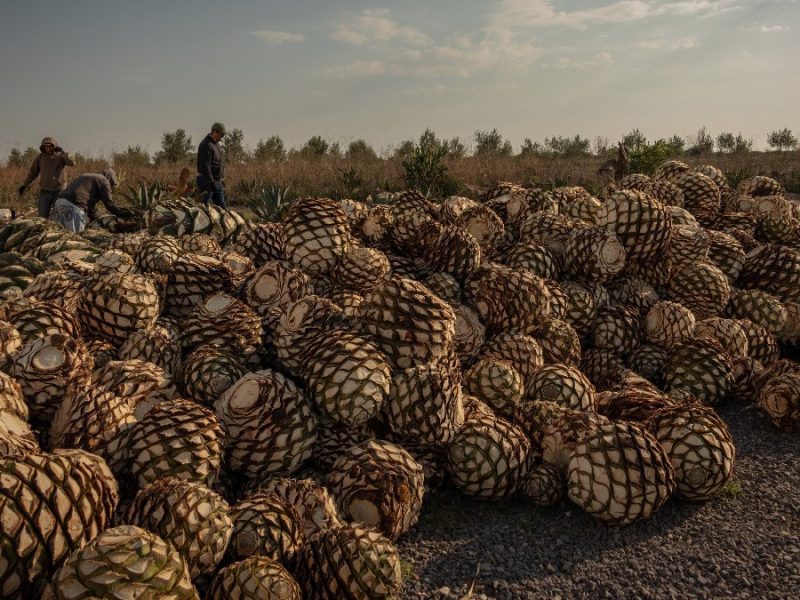 Obtienen Denominación de Origen para producir mezcal otros cuatro municipios de Guanajuato