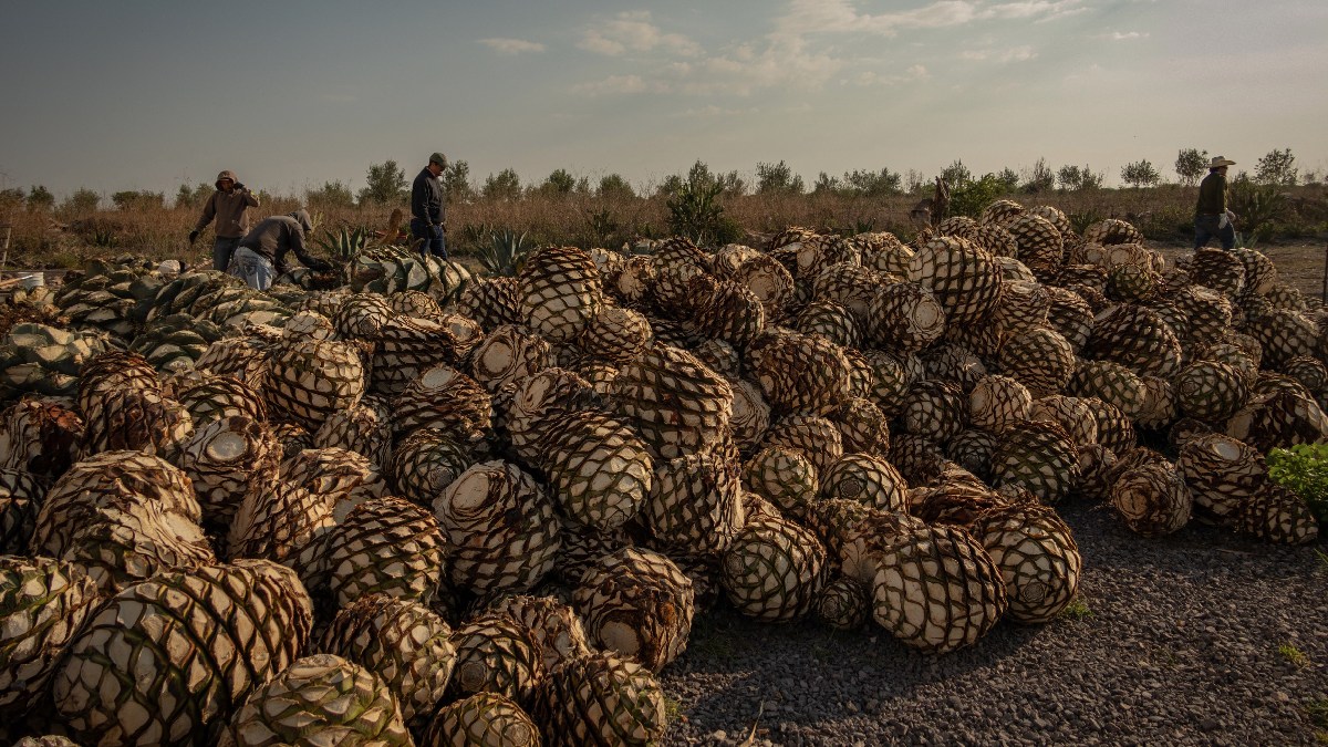 denominación de origen mezcal