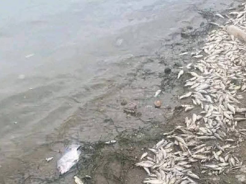 Atribuyen al calor la muerte de peces en la Presa de la Purísima en Guanajuato capital