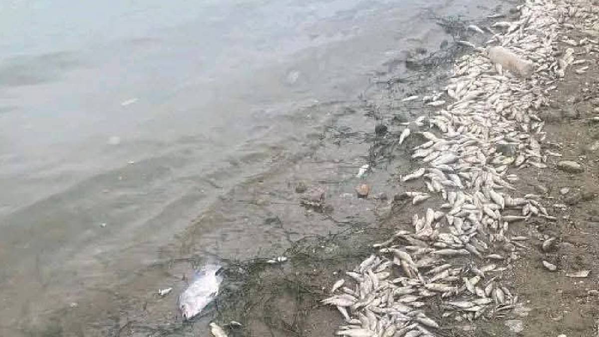 peces muertos Presa de la Purisima
