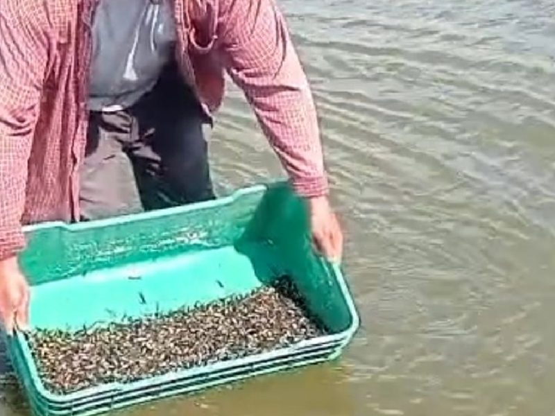 Descartan contaminación tras aparición de cientos de peces muertos en la Presa de la Purísima