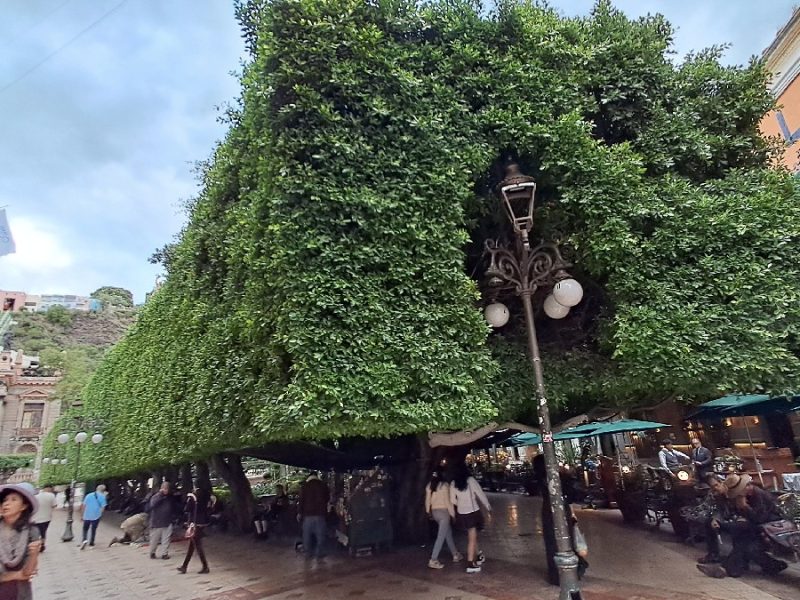 Avanza plaga de escama roja en árboles del Jardín Unión sin intervención municipal