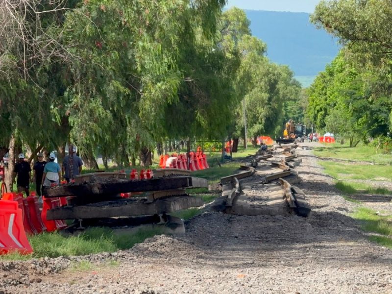 Talarán 424 árboles para construcción de tren de pasajeros en Celaya
