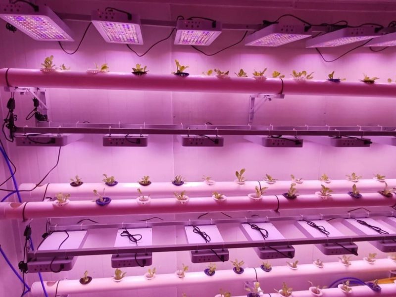 Guanajuato e Italia revolucionan el campo con Inteligencia Artificial