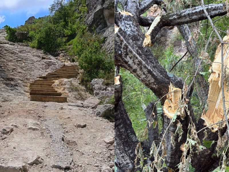 Indignación ambiental en Guanajuato: ‘Pavimentan’ La Bufa y talan flora de 500 años